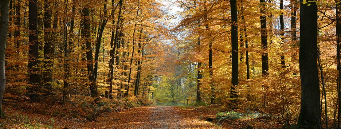 Spectacular Autumn Walks Along The Ring of Cork - OnTheQT